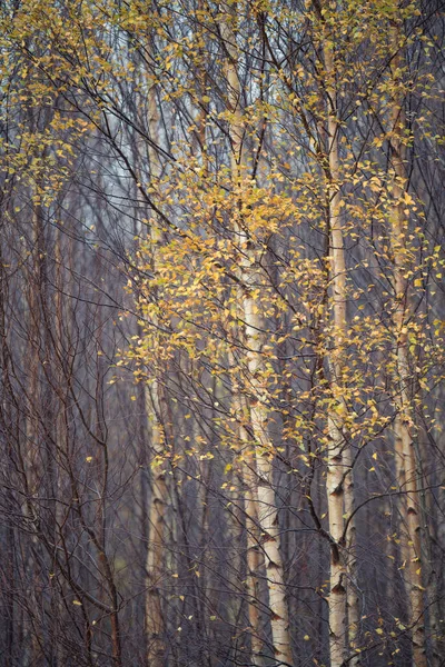 Feuilles Jaunes Automne Sur Bouleau Dans Une Forêt Cumbrienne — Photo