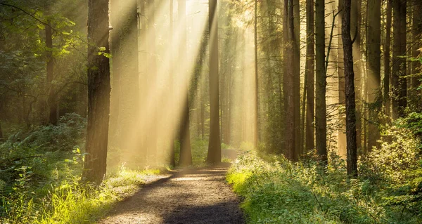 Hermosos Rayos Dorados Luz Brillando Través Las Copas Los Árboles —  Fotos de Stock