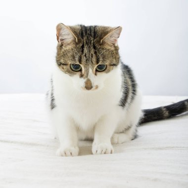 Sevimli Tekir kedisi kameraya bakıyor..