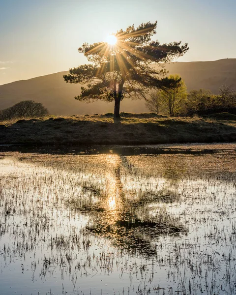 Ήλιος Λάμπει Μέσα Από Ένα Δέντρο Που Αντανακλάται Στο Νερό — Φωτογραφία Αρχείου