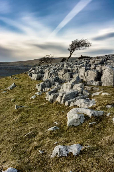 Windswept Árvore Isolada Solitária Lado Twistleton Scar North Yorkshire Reino — Fotografia de Stock