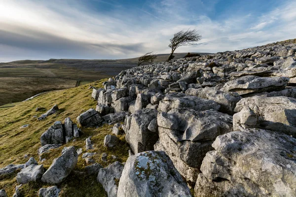 Lone Windswept Tree Limestone Rocks Side Hill Twistleton Scar North —  Fotos de Stock