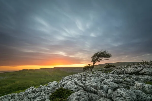 Dramatický Západ Slunce Náladovými Mraky Osamělým Větrem Zameteným Stromem Twistleton — Stock fotografie