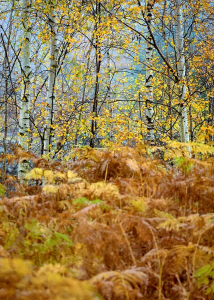 Herfst Kleuren Met Berken Afgelegen Bos Zacht Herfstlicht Lake District — Stockfoto