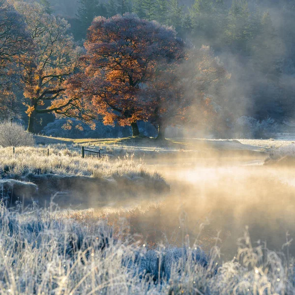 Rising Mist River Frost Stunning Autumn Colours Oak Tree Inglês — Fotografia de Stock