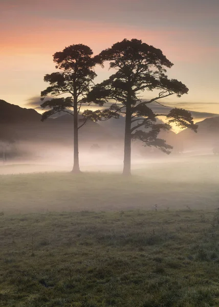 Dua Pohon Pinus Saat Matahari Terbit Dengan Kabut Pagi Lembah — Stok Foto