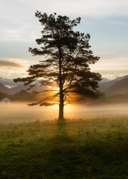 草の谷の床に地面霧と背の高い松の木の後ろに昇る太陽 イギリスのレイク地区で撮影 — ストック写真