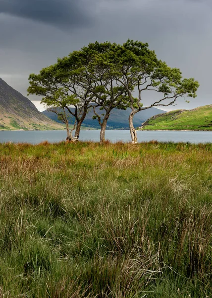 Groep Interessante Bomen Aan Oever Van Het Meer Met Donkere — Stockfoto