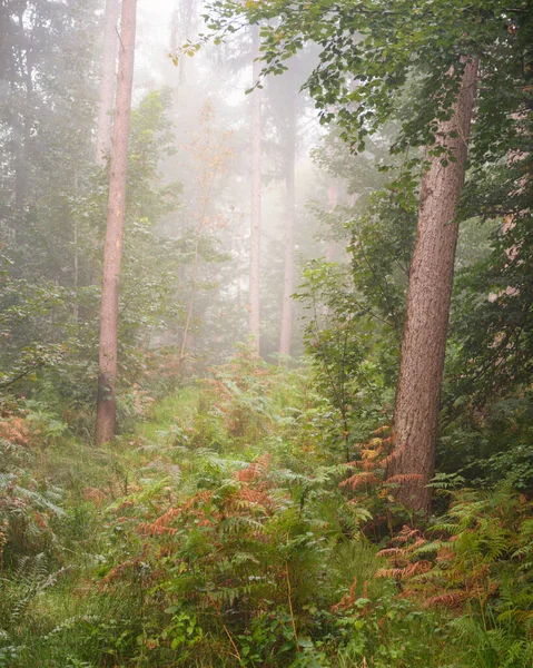 木の幹と英国の森の中で霧の朝 魔法の秋の風景 — ストック写真