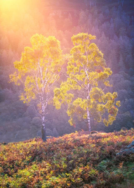 Dvě Břízy Jasným Podzimním Listím Ozářeným Vycházejícím Sluncem Úbočí Hory Stock Fotografie