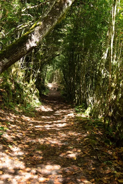 Caminho Escuro Entre Árvores Abundantes — Fotografia de Stock