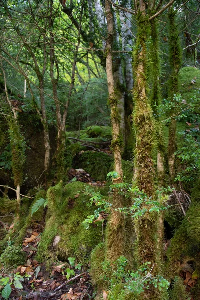 Reichlich Moosbewachsene Baumstämme Den Pyrenäen — Stockfoto