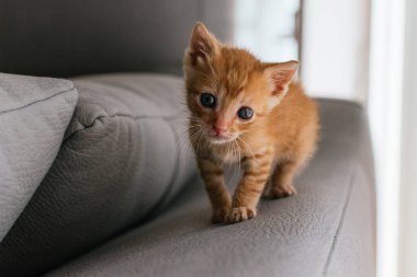 Küçük, komik ve sevimli kızıl saçlı kedi.