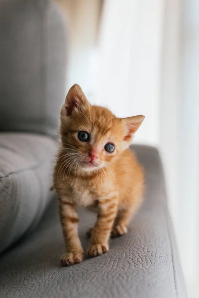 Kleine Lustige Und Süße Rothaarige Katze — Stockfoto