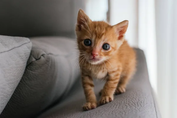 Small Funny Cute Red Haired Cat — Stock Photo, Image