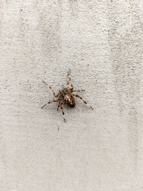 Binanın kenarında oturan küçük bir örümcek..