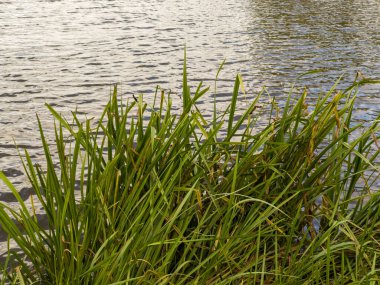 Suyun kenarındaki uzun otların yakın çekimi..