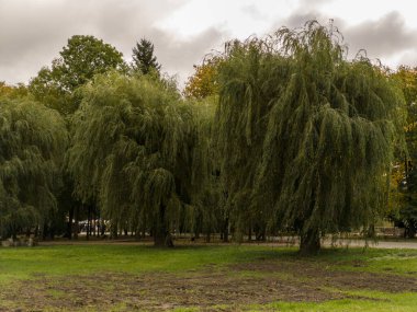 Bir tarlanın ortasında bir grup ağaç..