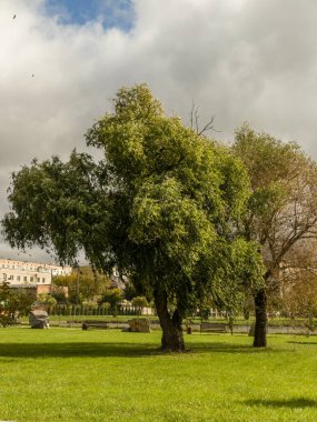Otlağın ortasında büyük bir ağaç..