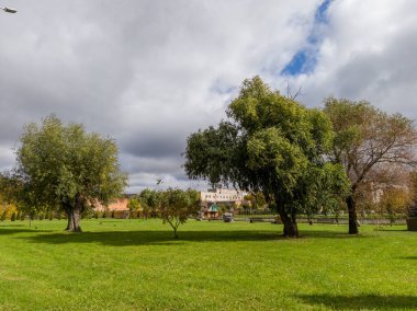 Ağaçlı ve arka planda sokak lambası olan çimenlik bir arazi..