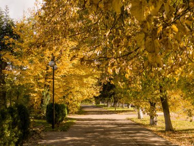 Sonbaharda bir parkta ağaçlarla dolu bir patika..