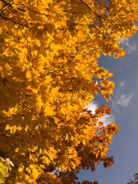 Mavi gökyüzüne karşı sarı yapraklı bir ağaç.