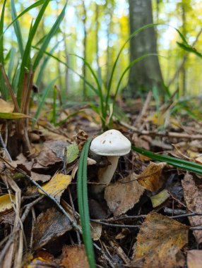 Ormanda yerde küçük beyaz bir mantar.