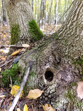 Ormandaki bir ağacın kabuğunda delik olan bir ağaç..