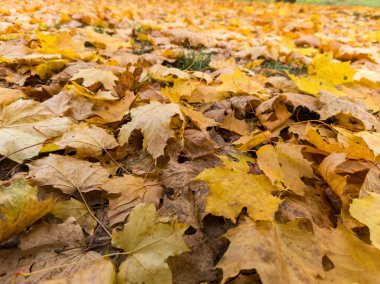Yerde yatan sarı ve kahverengi yaprak yığını.