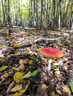 Ormanın ortasında kırmızı ve beyaz bir mantar..