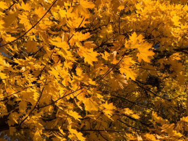 Mavi gökyüzüne karşı sarı yapraklı bir ağaç.