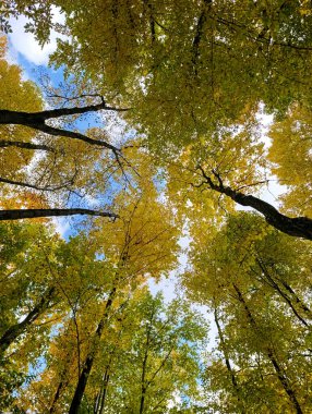 Gökyüzüne bakan bir grup ağaç..