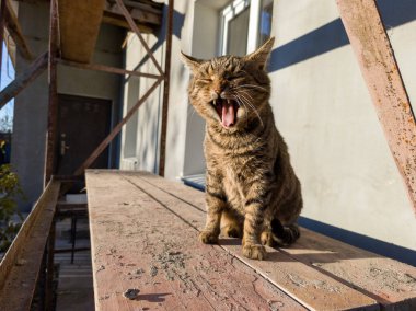 Binanın dışındaki ahşap bir masada esneyen bir kedi..