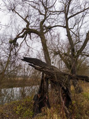 Çimenli bir tarlanın ortasında devrilmiş bir ağaç, bir su kütlesinin yanında..