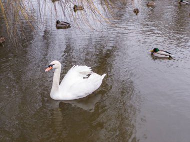 Sakin bir gölet sahnesinde, ördekler ve kendine özgü yeşil başlı yaban ördekleri de dahil olmak üzere sakin sularda süzülen görkemli beyaz bir kuğu bulunur. Duvarda asılı duran çıplak dallar manzarayı çerçeveler, durgun yüzeye yansıtır. Bu doğal vahşi yaşam anı.