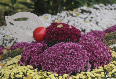 Flower arrangement at the exhibition of chrysanthemums in Kiev, October 2, 2020 clipart
