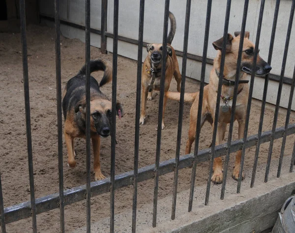 Hunde Tierheim Borodyanka Gebiet Kiew Oktober 2020 lizenzfreie Stockbilder