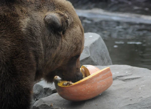 Een Beer Eet Een Pompoen Tijdens Het Zoo Halloween Feest — Stockfoto