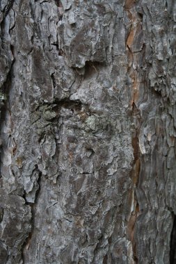 Ağaç kabuğu dokusu İspanya ulusal parkında kapanıyor