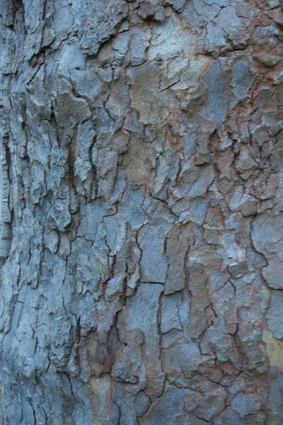 Текстура Коры Дерева Вблизи Национальном Парке Испании — стоковое фото