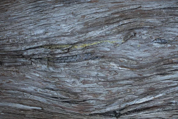 Tree Bark Surface Texture Close National Park Spain — Stock Photo, Image