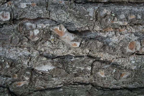 スペイン国立公園に近い木の樹皮の表面の質感 — ストック写真