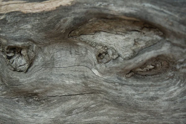 Текстура Поверхні Дерев Крупним Планом Національному Парку Іспанії — стокове фото