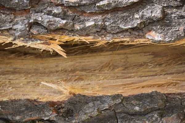 Tree Bark Surface Texture Close National Park Spain — Stock Photo, Image