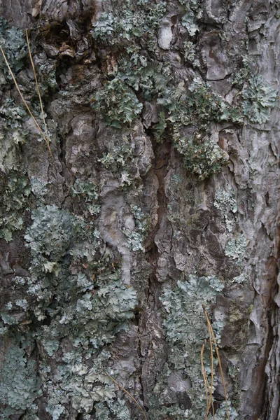 Struttura Della Superficie Della Corteccia Dell Albero Vicino Nel Parco — Foto Stock