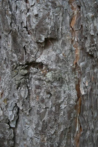 Árvore Casca Superfície Textura Close Parque Nacional Espanha — Fotografia de Stock