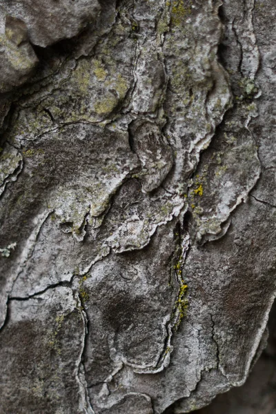 树皮表面纹理紧贴国家西班牙公园 — 图库照片