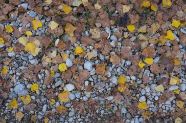 Sonbahar yaprakları dökülmüş büyük taşlar yolu. İspanya 'ya metin eklemek için doğal arkaplan