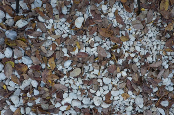Ένα Μονοπάτι Από Μεγάλες Πέτρες Πεσμένα Φθινοπωρινά Φύλλα Φυσικό Φόντο — Φωτογραφία Αρχείου