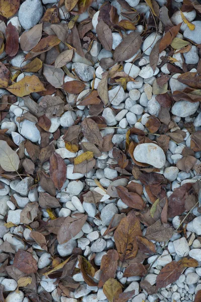 Ein Weg Aus Großen Steinen Mit Abgefallenen Herbstblättern Natürlicher Hintergrund — Stockfoto